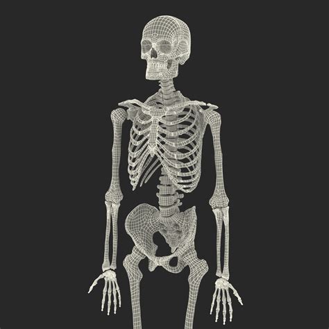 Human Male Skeleton D Model Ds Fbx Obj Max Ma C D Blend