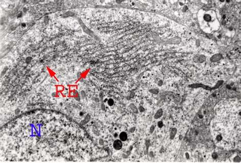 ANATOMÍA IMÁGENES REALES DE ORGÁNULOS VISTOS AL MICROSCOPIO