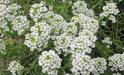 annual.. sweet alyssum | Alyssum, Flower garden, Plants