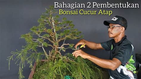 Bonsai Cucur Atap Part Bonsai Bonsaimalaysia Youtube