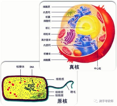 【生物课】真核生物与原核生物细胞进行系统