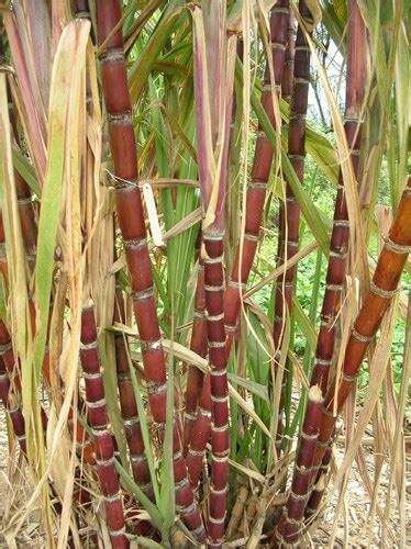 Uk Sugar Cane Tree Saccharum Officinarum Trees In Sri Lanka