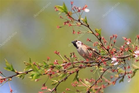 Gorrión de árbol euroasiático Passer montanus en Japón 2023