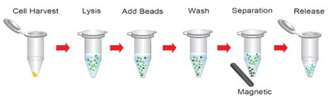 Bacteria Genomic Dna Isolation With Magnentic Beads Geneon Bioscience