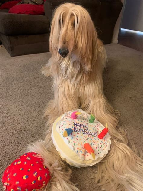 My Birthday Ts In 2021 Afghan Hound Afghan Birthday Ts