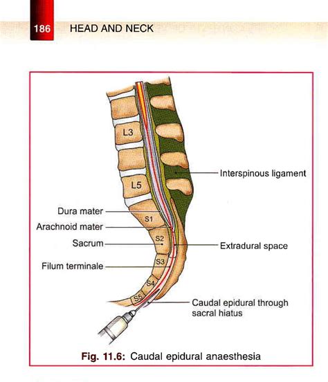 Bd Chaurasias Human Anatomy Volume Head Neck And Bra Flickr