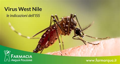 Virus West Nile I Sintomi Per Riconoscerlo Ecco Come Prevenirlo Le