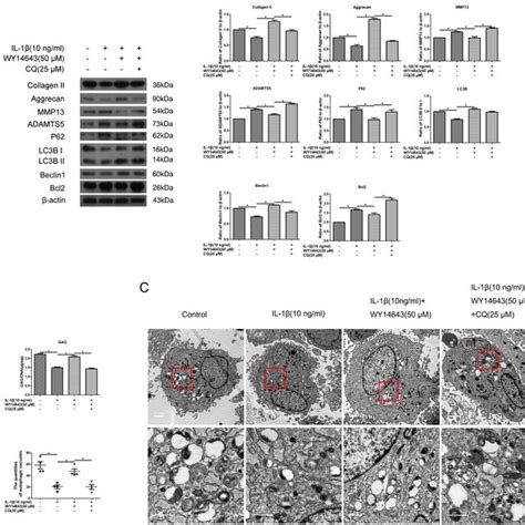 Effect Of Ppar Activation By Wy On The Expression Of Ecm And