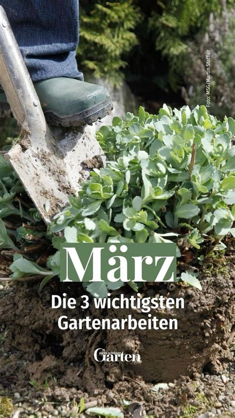 3 wichtigsten Gartenarbeiten im März in 2024 Blühende pflanzen