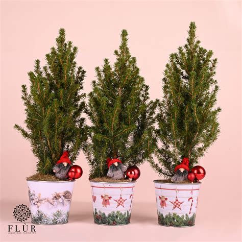 Picea Plant Fl R Florsitry Delivery All Over Lebanon