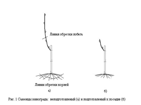 Посадка саженцев винограда