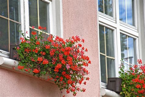 Enhance Your Front Yard with Hanging Plants