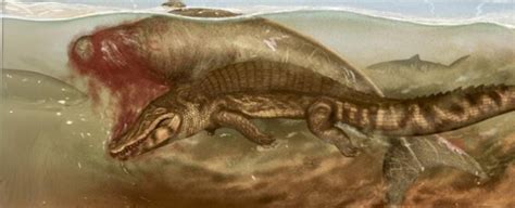 20 Million Years Ago This Sea Cow Was Eaten by a Crocodile, And a Shark ...