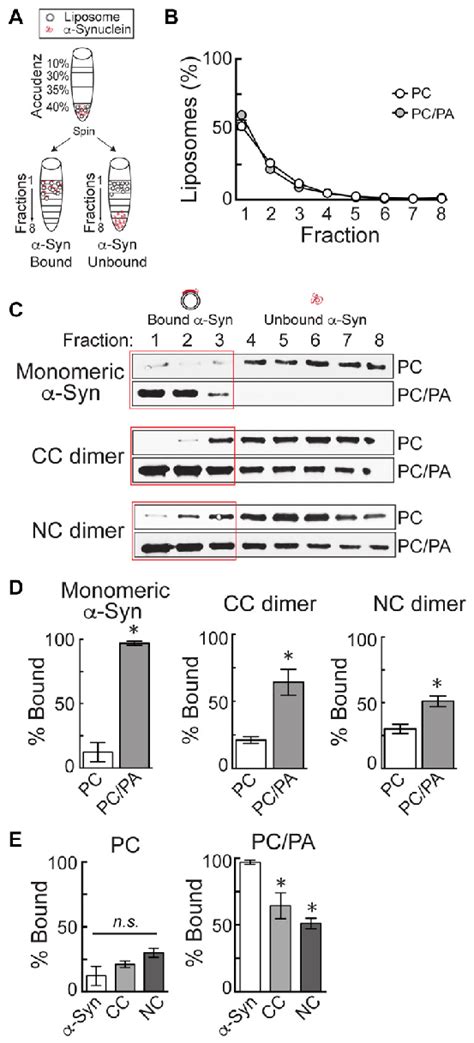 α Synuclein dimers bind to phosphatidic acid PA containing