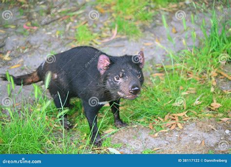 Aggressive Tasmanian Devil Sarcophilus Harrisii With Mouth Open Showing