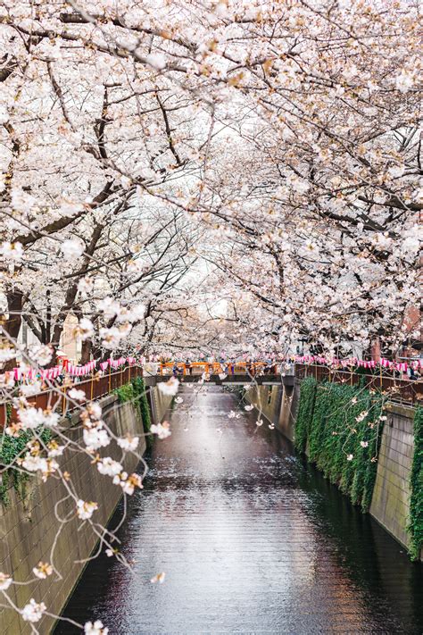 Our Cherry Blossom Experience At The Famous Meguro River in Tokyo ...