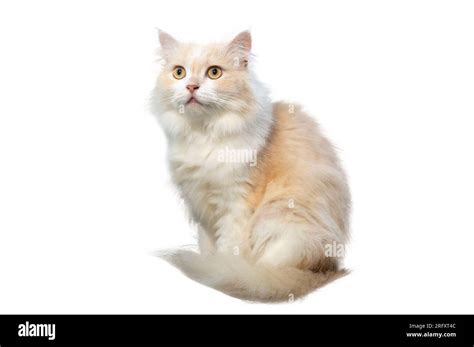 Light brown and white persian cat, isolate, on a white background Stock ...