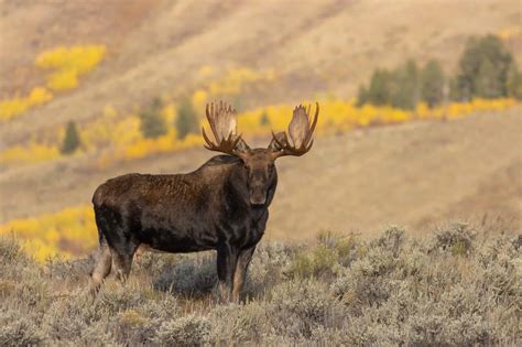 Modern Giant! The Largest Moose Ever Caught in Montana