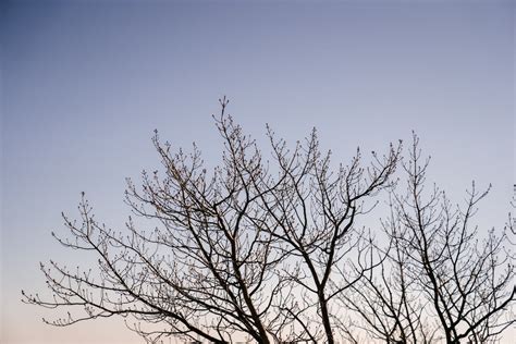 Leafless tree in autumn forest at sunset · Free Stock Photo