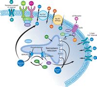 Calcium Cycling ATPase Pump In Cardiac Gene Therapy Inhalable Gene