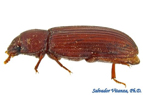 Coleoptera Tenebrionidae Tribolium Flour Beetles B Urban Programs