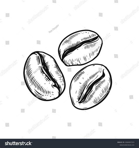 Coffee Beans Hand Drawn Black Color Stock Vector Royalty Free