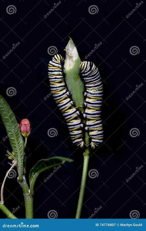 Trattori A Cingoli Della Farfalla Di Monarca Danaus Plexippus