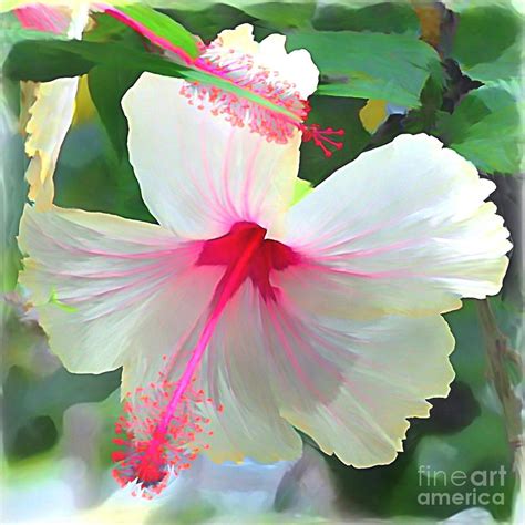 Delicate Beauty Hibiscus Photograph By Peggy Franz Fine Art America