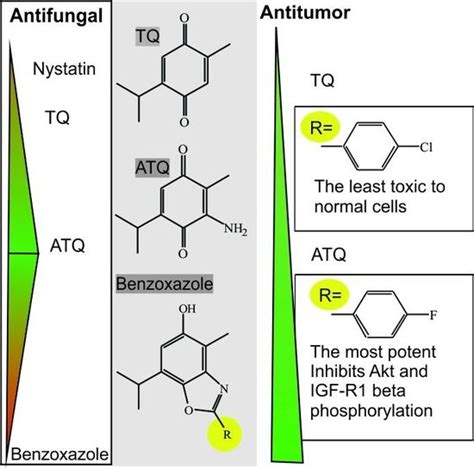 Molecules Free Full Text Synthesis Biological Evaluation And