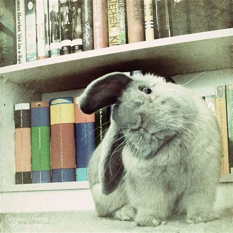 Well Read Rabbit Is Confused Cute Animals Baby Animals Animals