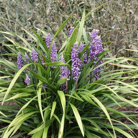 Buy Big Blue Lily Turf Liriope Muscari 9 49 Delivery By Crocus