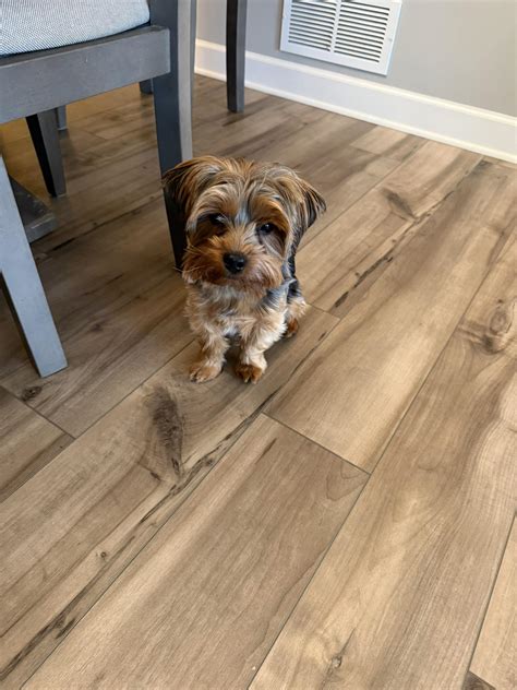 Minneapolis/St.Paul Metro areas Pet Rehoming and Adoption | Looking to