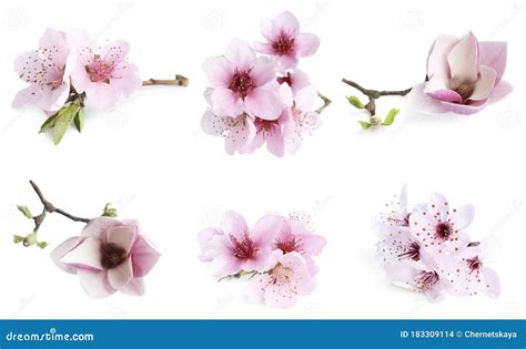 Set of Tree Branches with Flowers on Background. Spring Blossom Stock Photo - Image of flora ...