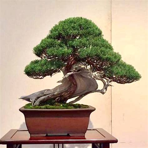 A Great Bonsai Honor & Okatsune’s 500,000 Cuts | Bonsai Bark