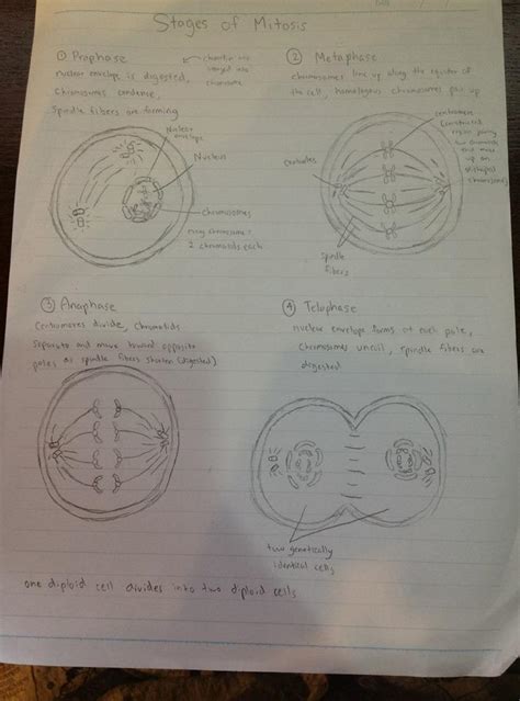 Stages of Mitosis | Angelo's Science Portfolio