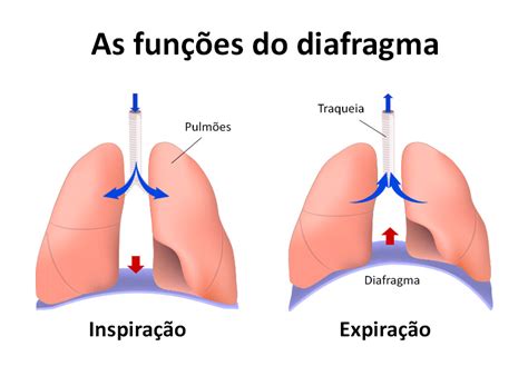 Qual A Função Do Diafragma - Qual é O Papel Do Diafragma No Sistema Respiratório - GITEDU