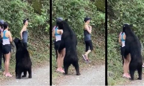 Enviarán a oso negro a zoológico Alerta Ciudadana