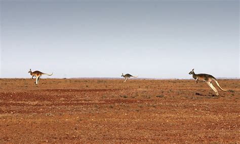 The Extinct Giant Kangaroo Sthenurine Was Too Fat To Hop Like A Cute