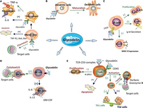 The Immunoregulatory Effects Of Glycodelin Glycodelin Exerts