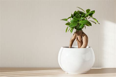 Ficus Ginseng Cultivation And Care Plantura