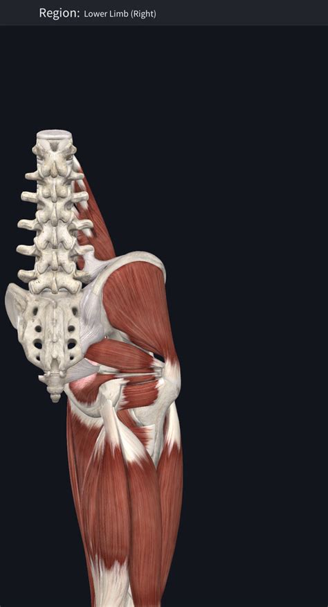 Posterior Lower Anatomy 2 Diagram Quizlet