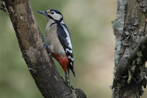 Onf Le Rôle Des Oiseaux Dans Lécosystème Forestier