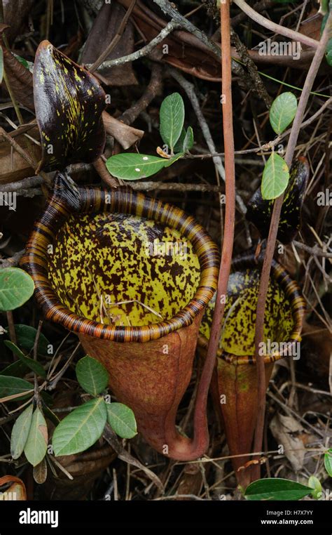 Pitcher Plant Nepenthes Attenboroughii Pair Endemic To Mount