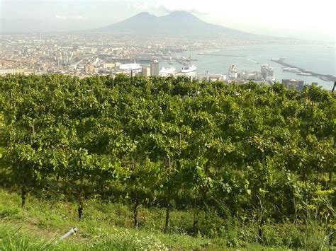 Fare Agricoltura Campania Consiglio Regionale Proroga Bandi Psr