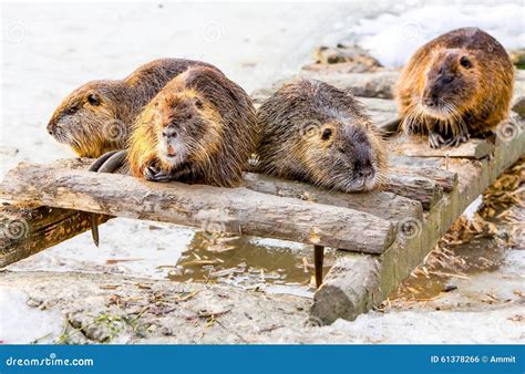 Group of Beavers stock photo. Image of eating, horizontal - 61378266