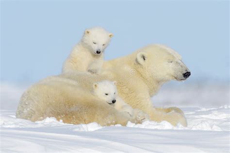 Oso Polar Y X Maritimus X Del Ursus Con Los Cachorros Foto De