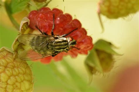 Astuces Naturelles Pour Liminer Les Moucherons Et Mouches Fruits De