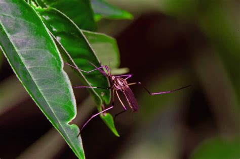 Mosquito | Focusing on Wildlife