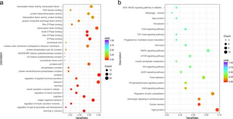 Go And Kegg Analysis Of Circralgps2 Mirna Target Genes Note A Gene