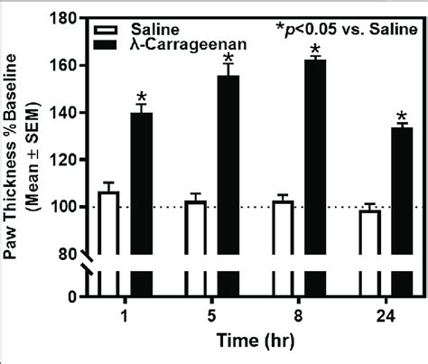 The effect of λ carrageenan 1 i p l on paw thickness across 24 h